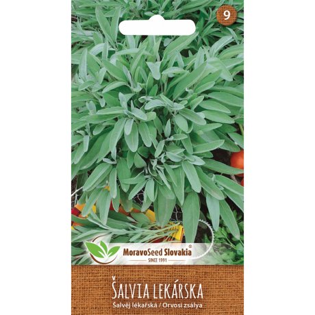 Semená Šalvie: lekárska liečivá rastlina | Mobake.sk