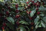 Mlynček Káva Guatemala Huehuetenango 250g | Mobake.sk